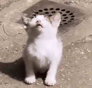 💤 0876be5f 猫, 小猫, 白色, 动物, 可爱 telegram sticker