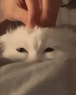 🥰 17a6076a 猫, 白色, 宠物, 动物, 可爱 telegram sticker