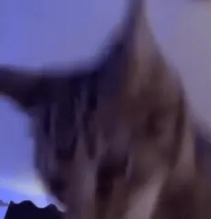 💃 1a87a5d9 猫, 动物, 宠物, 家养, 猫科 telegram sticker