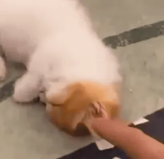 💤 337e61f6 猫, 小猫, 手指, 宠物, 可爱, 动物 telegram sticker