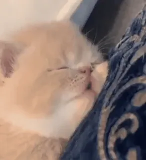 💤 340ffe1d 猫, 小猫, 睡觉, 可爱, 动物, 宠物 telegram sticker