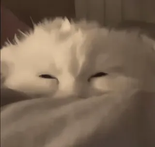 💤 3462ee30 猫, 白色, 睡觉, 动物, 可爱 telegram sticker