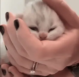 💤 36191b83 小猫, 猫, 可爱, 宠物, 动物, 家养 telegram sticker