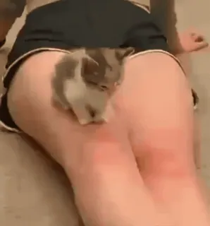 💤 38c335be 小猫, 猫, 屁股, 腿, 宠物 telegram sticker