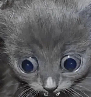 😳 3fe80709 猫, 小猫, 灰色, 可爱, 动物 telegram sticker