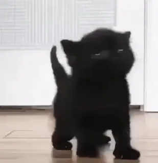 😳 41a23af4 猫, 小猫, 黑色, 动物, 可爱, 宠物 telegram sticker