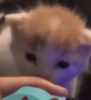 🥰 47d4705c 猫, 小猫, 可爱, 动物, 宠物 telegram sticker