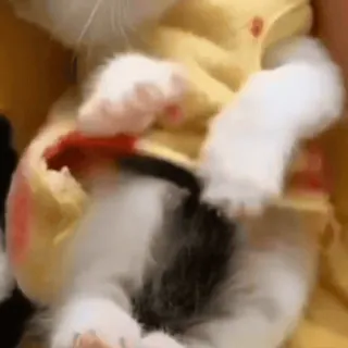 🥰 4b825ee8 猫, 动物, 小猫, 可爱, 宠物 telegram sticker