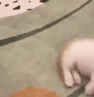 💤 4ba885ef telegram sticker