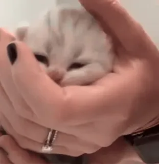 💤 528423b3 猫, 小猫, 可爱, 动物, 宠物, 手 telegram sticker