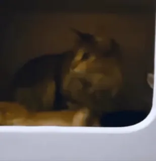 😕 5537fd0d 猫, 动物, 家养, 猫科, 宠物 telegram sticker