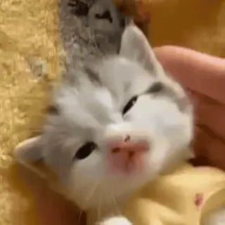 💤 6301ce43 小猫, 猫, 可爱, 宠物, 动物, 小, 迷人 telegram sticker