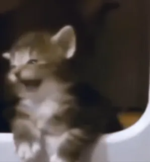 😕 7d293e20 小猫, 可爱, 动物, 猫, 宝宝 telegram sticker