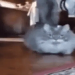 😶 851526f5 猫, 宠物, 动物, 可爱, 搞笑, 毛茸茸 telegram sticker