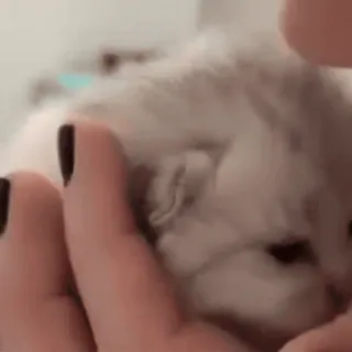 🥰 8f78399b 猫, 小猫, 可爱, 动物, 宠物 telegram sticker