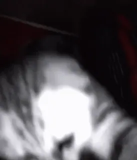 💤 9281c0ed 猫, 动物, 宠物 telegram sticker