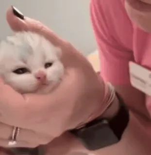 🥰 93cadba8 猫, 小猫, 可爱, 小, 动物, 宠物 telegram sticker