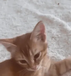 💤 b48f1b15 猫, 小猫, 宠物, 家养, 动物, 哺乳动物 telegram sticker