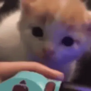 🥺 ba7f1de4 猫, 小猫, 火焰, 打火机 telegram sticker