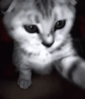 🥰 c2c46d99 猫, 小猫, 可爱, 动物, 宠物 telegram sticker