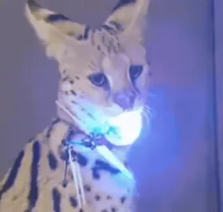 😶 cd474cb0 薮猫, 猫, 猫科动物, 野猫, 宠物 telegram sticker