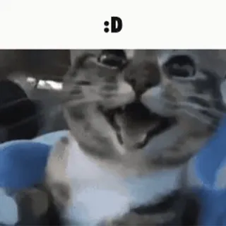 😀 d6e1ff7b :D 猫, 开心, 表情包, 动物 telegram sticker