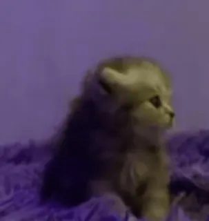 😳 efe2f89b 猫, 小猫, 动物, 宠物, 可爱 telegram sticker