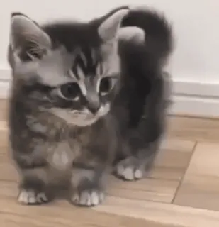 😕 f0fcf71c 猫, 小猫, 可爱, 动物, 宠物, 小 telegram sticker