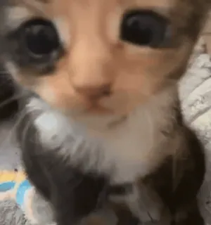 😳 f322fb4d 猫, 小猫, 可爱, 宠物, 动物 telegram sticker