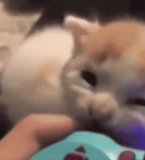 🥰 f38faf97 猫, 游戏, 手柄, 宠物, 动物, 可爱 telegram sticker