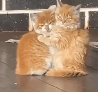 🥰 f83ce546 猫, 拥抱, 小猫, 动物, 可爱, 姜黄色 telegram sticker