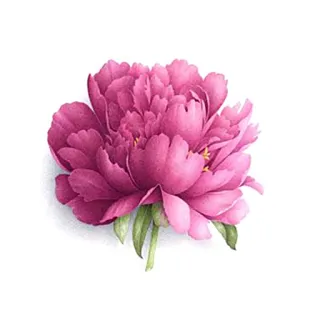🌹 4d0c90e0 flower, peony, floral, pink, nature, bloom, blossom telegram sticker