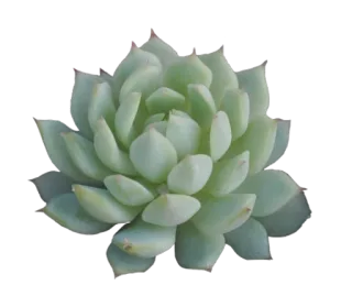 TUMBLR by @LanaDelReyBR1 telegram stickers