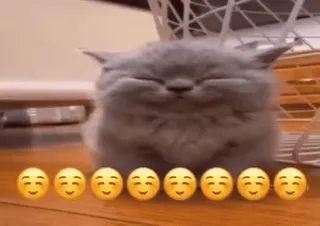 ☺️ 136049fc gatto, gattino, sorriso, emoji, carino, felice whatsapp sticker