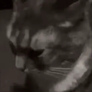 🌟 4eb8394e gatto, animale, animale domestico, animale domestico, mammifero whatsapp sticker