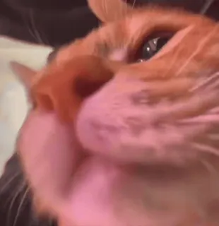 🌟 5c1a68f1 gatto, gatto arancione, primo piano, animale domestico, animale da compagnia whatsapp sticker