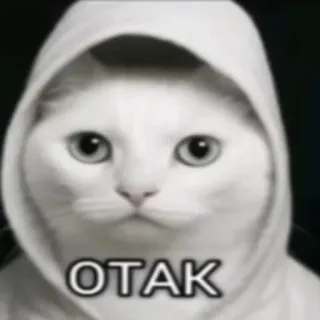🌟 5d28308d OTAK gatto, otaku, felpa con cappuccio, divertente, meme whatsapp sticker