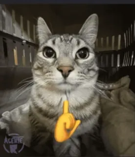 🌟 83d9af63 gatto, animale, animale domestico, emoji dito medio, offensivo, umorismo whatsapp sticker