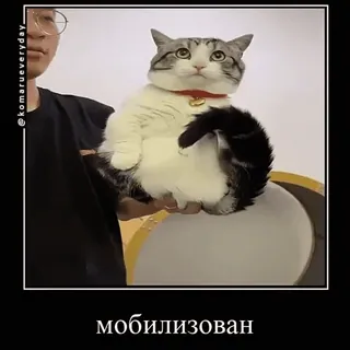 🪖 a304ea74 мобилизован gatto, russo, mobilitazione, animale whatsapp sticker