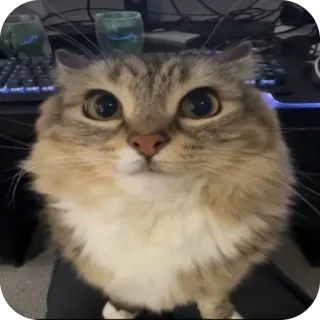 😊 b50aa1c4 gatto, animale domestico, animale, animale domestico, carino, gattino whatsapp sticker