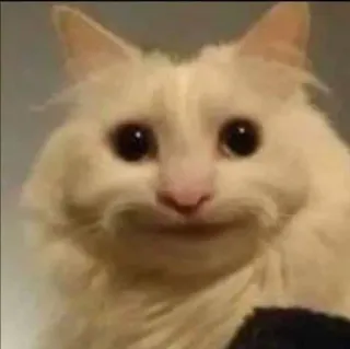 🗿 03640fa6 кот, смешной, мем, животное, милый, питомец, душевный telegram sticker