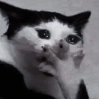🍡 2aec65b4 кот, мем, грустный, животное, питомец, черно-белый telegram sticker