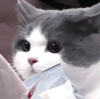 💗 3d3f45f7 кот, животное, милый, котенок, домашнее животное, домашнее животное, пушистый, серый и белый, глаза telegram sticker