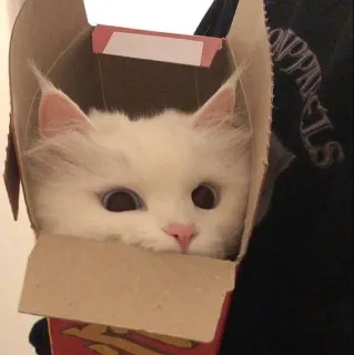 👀 6f60a186 кот, коробка, животное, котёнок, милый, питомец, смешной telegram sticker