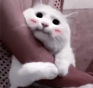 🤍 7fdb3507 кот, милый, животное, питомец, белый кот, каваий, румянец telegram sticker