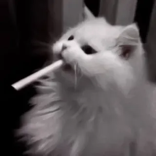 🩹 92b6dd26 кот, животное, питомец, сигарета, курение, белый кот telegram sticker