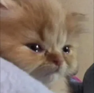😭 9731aac7 кот, котенок, грустный, животное, питомец, милый telegram sticker