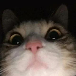 🌟 a14a3a3a кот, животное, домашнее животное, домашнее животное, милый, крупный план, котенок telegram sticker