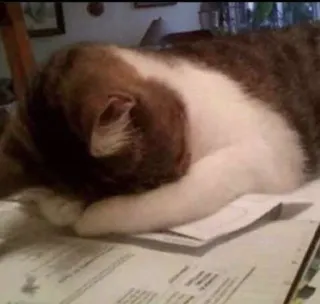 😭 bb898405 кот, спит, животное, питомец, домашнее животное telegram sticker