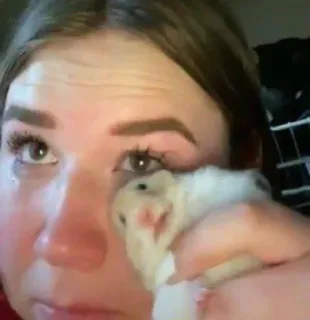 😢 c3c13503 женщина, хомяк, домашнее животное, животное, плачет, грустный, слезы telegram sticker